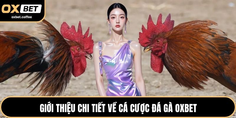 Giới thiệu chi tiết về cá cược đá gà OXBET
